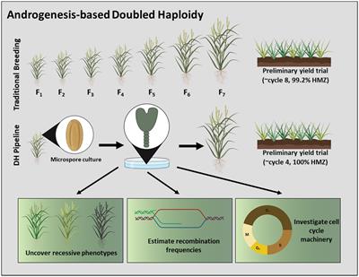 Androgenesis-Based Doubled Haploidy: Past, Present, and Future Perspectives